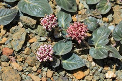 Asclepias solanoana