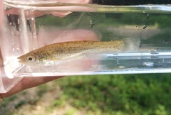 Fundulus catenatus