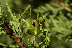 Neobarrettia spinosa