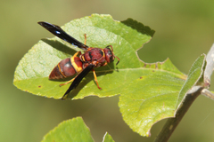 Euodynerus crypticus