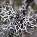 Powder-tipped Antler Lichen - Photo (c) Samuel Brinker, some rights reserved (CC BY-NC), uploaded by Samuel Brinker