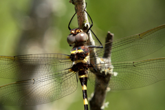 Macromia