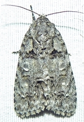 Acronicta ovata