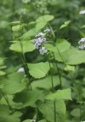 Lunaria rediviva