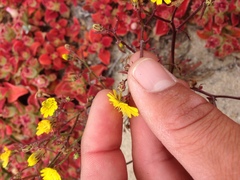 Malacothrix foliosa polycephala