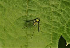 Condylostylus comatus