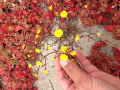 Malacothrix foliosa polycephala