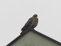 Columba palumbus