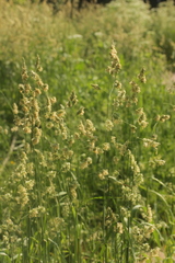 Dactylis glomerata