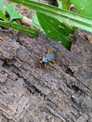 Chlaenius impunctifrons