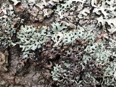 Hypogymnia incurvoides