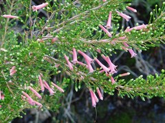 Erica curviflora
