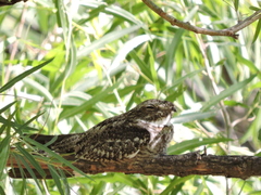 Chordeiles acutipennis