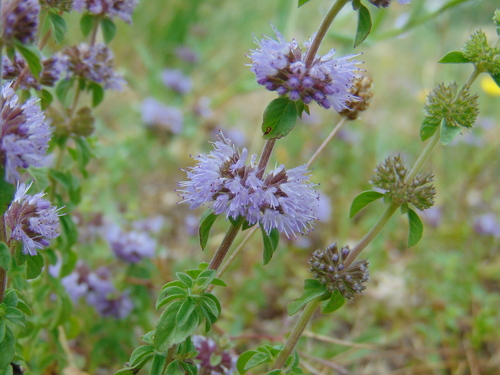 mäta sivá (Mentha pulegium)