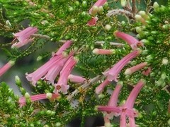Erica curviflora