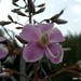 Graffenrieda rotundifolia - Photo (c) humbertomendozacifuentes, algunos derechos reservados (CC BY-NC), subido por humbertomendozacifuentes