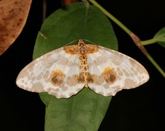 Abraxas amicula-illuminata