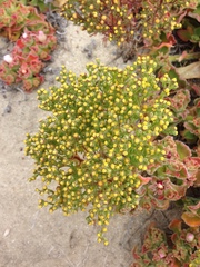 Amblyopappus pusillus