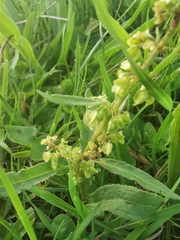 Rumex