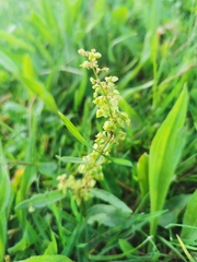 Rumex