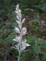 Cephalanthera austiniae