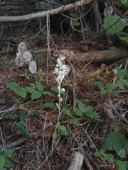 Cephalanthera austiniae