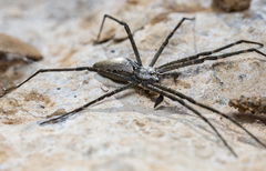 Euprosthenops