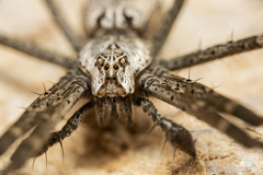 Euprosthenops