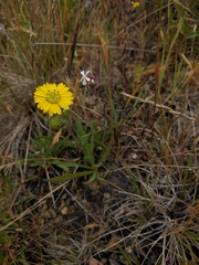 Hemizonia congesta lutescens