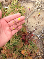 Malacothrix foliosa polycephala