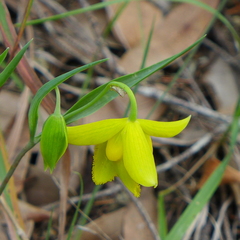 Calochortus amabilis