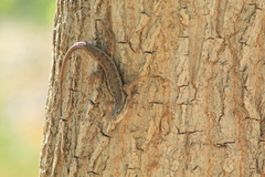 Sceloporus edbelli