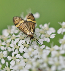 Nemophora degeerella