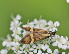 Nemophora degeerella