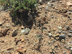 Streptanthus brachiatus