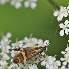 Nemophora degeerella