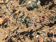 Streptanthus brachiatus