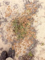 Lomatium insulare