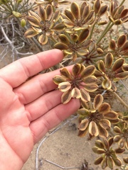 Lomatium insulare