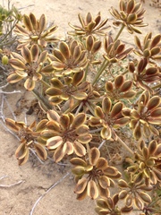 Lomatium insulare