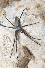 Euprosthenops
