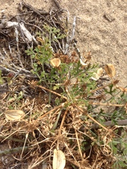Lomatium insulare