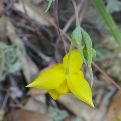 Calochortus amabilis
