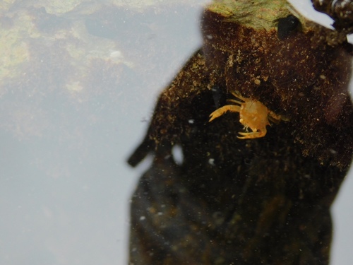 sargassum swimming crab