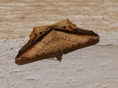 Chiasmia ozararia
