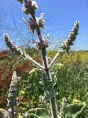 Stachys albens