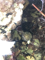 Actinostella flosculifera