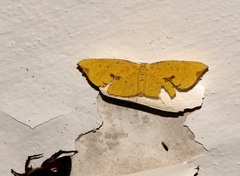 Corymica spatiosa