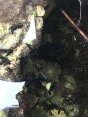 Actinostella flosculifera