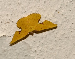 Corymica spatiosa